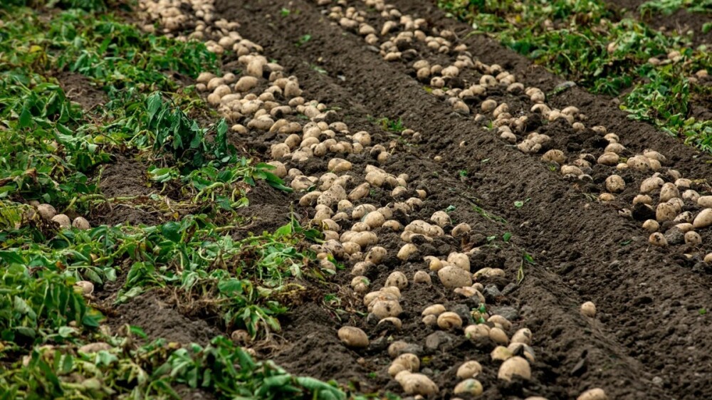 Caudal patatas.jpg